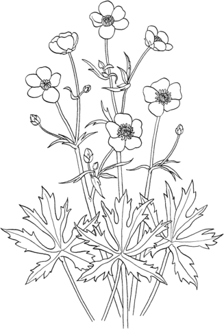 Ranunculus Acris Or Tall Buttercup Coloring Page